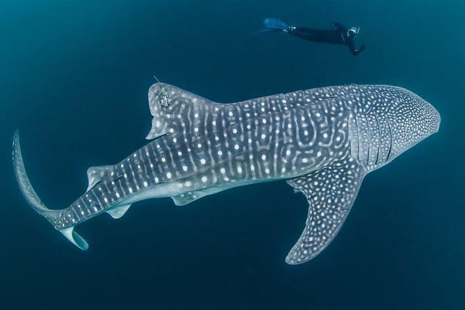 Oslob Whale Shark & Tumalog Waterfalls & Sumilon Sandbar - Return Journey and Drop-off