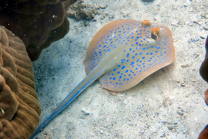 Padi open water diver course (Start at Ko Kut) - Authentic Experiences from Reviewers