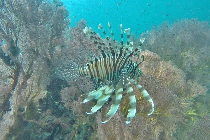 Phi Phi Early Bird & 4 Islands - Day Tour by Speedboat From Krabi - The Atmosphere and Group Experience