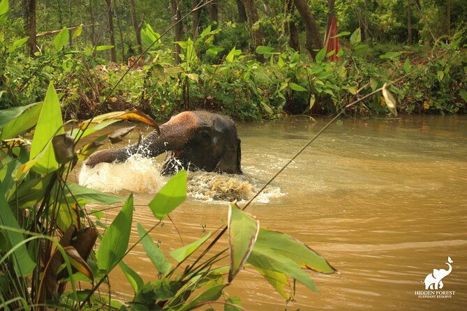 Phuket: Hidden Forest Elephant Reserve Guided Tour with Lunch - What the Reviews Tell Us