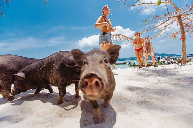 Pig Island Private Longtail Boat Trip From Koh Samui - Guide and Service Quality