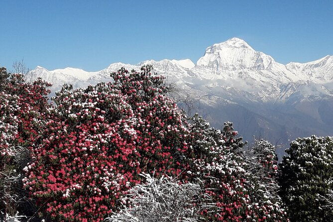 Pokhara: Poon Hill Ghorepani Short Trek - FAQ
