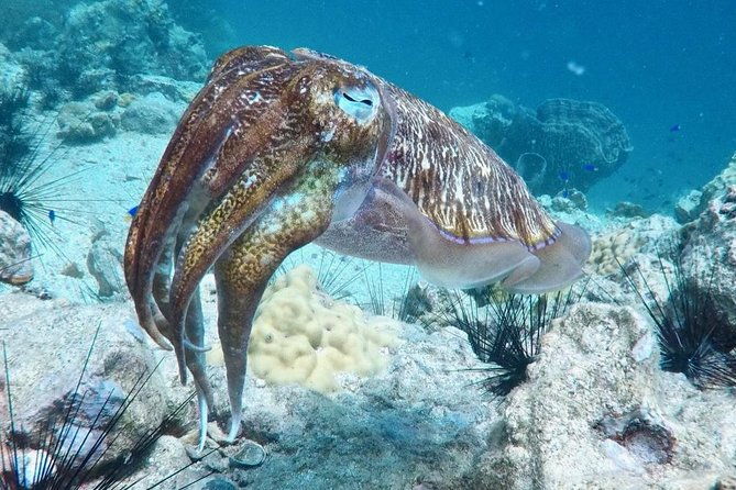 Premium Guided Scuba Diving Day Trip for Certified Divers - FAQs