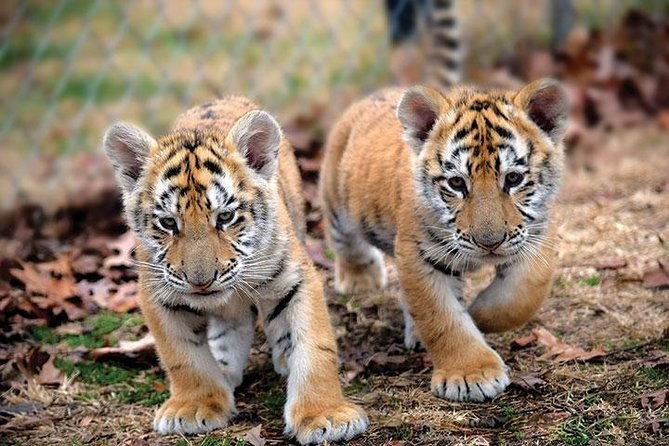 Private 2-Day Tour to Ranthambhore Tiger Safari from Jaipur - FAQ