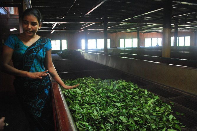 Private Day Trip: Horton Plains and Pedro Tea Factory from Nuwara Eliya - FAQs
