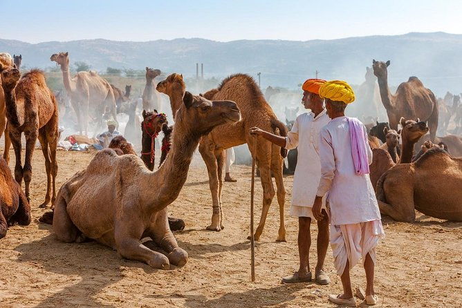 Private Day Trip to Ajmer & Pushkar from Jaipur - Frequently Asked Questions