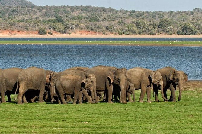 Private Day Trip to Pidurangala Rock & Jeep Safari From Colombo - The Sum Up