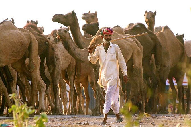 Private Day Trip to Pushkar From Jaipur - FAQ