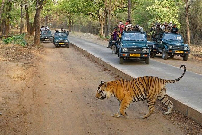 Private Day Trip to Ranthambore Tiger Reserve from Jaipur - Practical Tips for Travelers