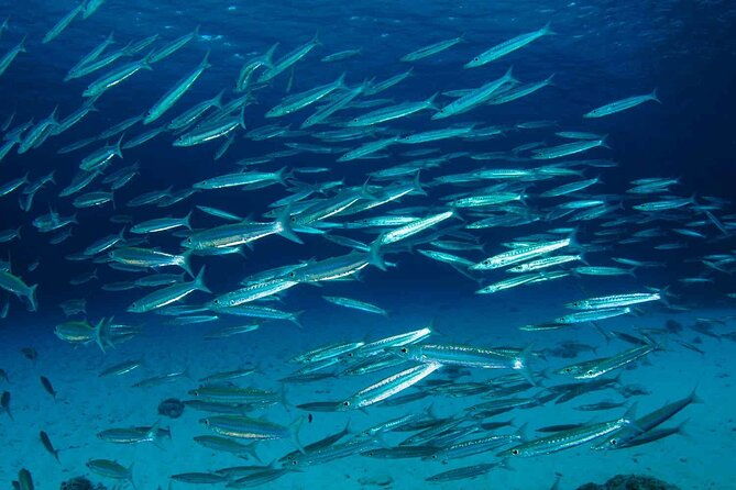 Private diving on shared trip at Racha Noi and Racha Yai from Phuket incl. lunch - Who Should Consider This Tour?