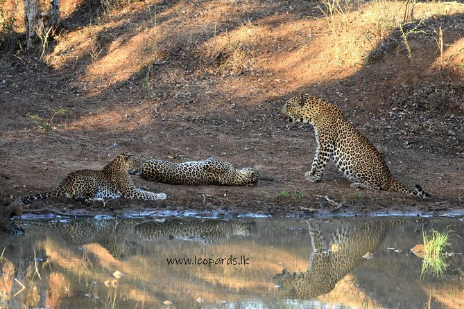 Private Half Day Safari Tour to Yala NP From Tangalle and Drop Back - Who Should Consider This Tour?
