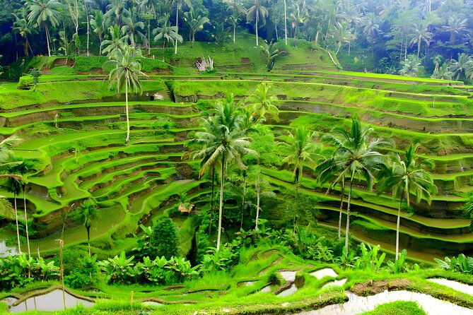 Private Half Day-Tour: Ubud Art Village Trip - The Sum Up: Is This Tour Worth It?