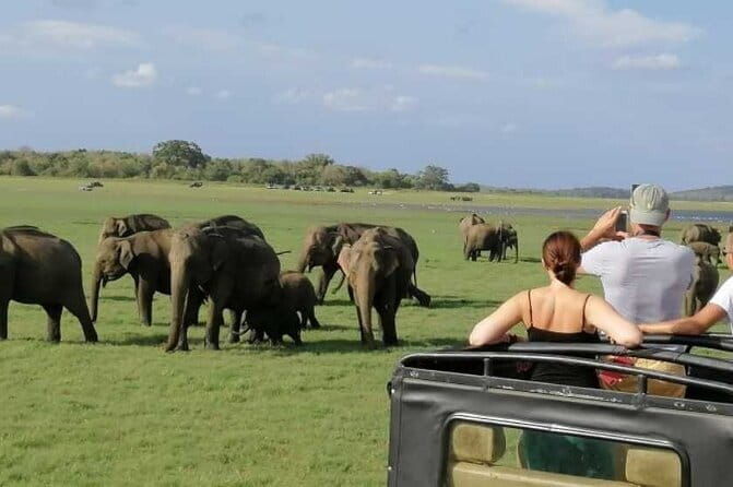 Private Jeep Safari at Minneriya National Park - Animal & Bird Sightings  