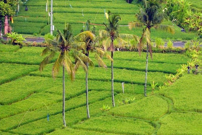 Private Tour: Jatiluwih Rice Terrace,Ulun danu and Banyu Mala Waterfall Tour - Who Will Love This Tour?