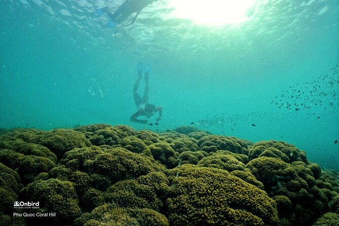 PRO-SNORKELING to Explore Hidden Coral Reefs (MAX 12 PAX) - What Sets This Tour Apart? The Value and Experience