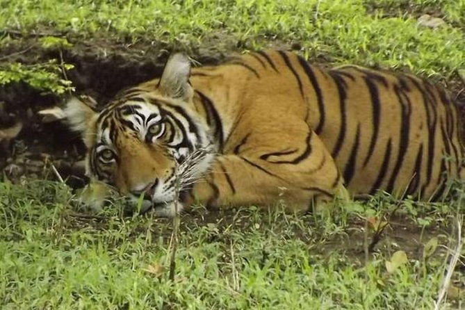 Ranthambore Safari | Bird Watching | Agra & Delhi from Jaipur - FAQ