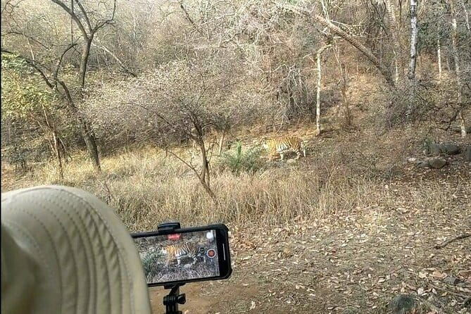 Ranthambore - Sharing Tiger Safari In Canter Or Gypsy Vehicle - Who Is This Tour Best For?