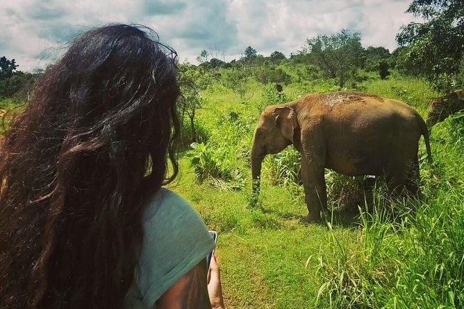 Safari Tour at Minneriya National Park - The Sum Up: Is This Safari Right for You?