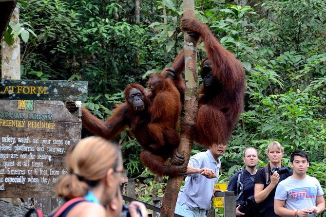 Sarawak Orangutan Semenggoh Wildlife Centre Tour - The Sum Up: Why This Tour Is a Worthwhile Choice