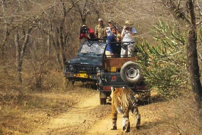 Sariska Tiger Reserve Safari tour from Jaipur - FAQ