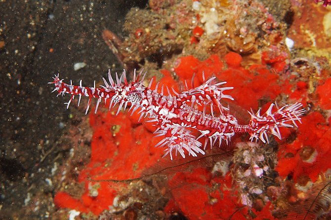 Scuba Diving at Tulamben USAT Liberty Wreck - FAQs