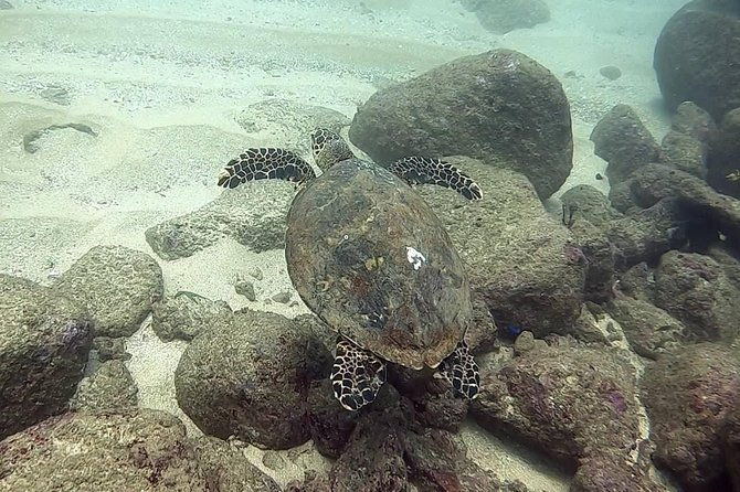 Scuba Diving at Unawatuna - Who is This Tour Best For?
