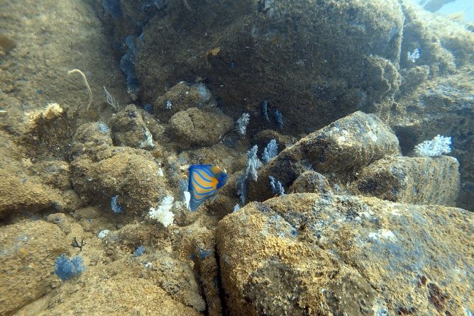 Scuba Diving in Mirissa - Authentic Insights from Reviewers