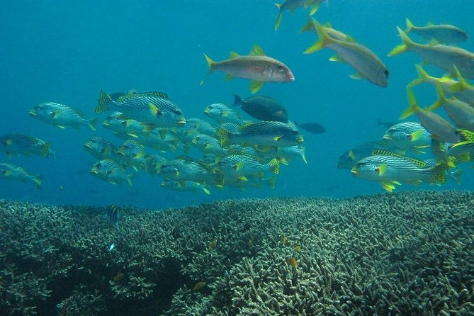 Scuba diving in PADANG BAY BALI - The Experience: What Travelers Say