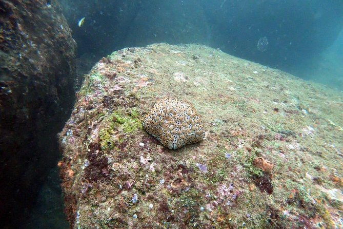 Scuba Diving in Unawatuna - Who Should Consider This Tour?