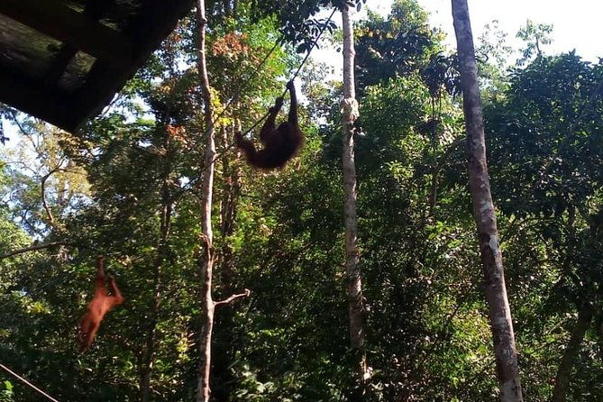 Semenggoh Orangutan Center & Sarawak Cultural Village - Who Should Consider This Tour?