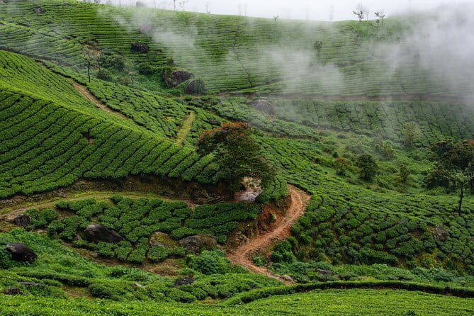Serene Munnar Retreat: Private Tour from Kochi to the Munnar Hill - Final Verdict