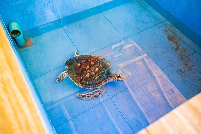 Similan Islands Snorkeling Tour By Speed Catamaran From Khao Lak - The Sum Up