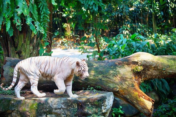 Singapore Bird Paradise & Zoo Full Day (Ticket & Transfer ) - Frequently Asked Questions