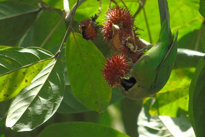 Sinharaja Rain Forest Tours (Full Day) - FAQs