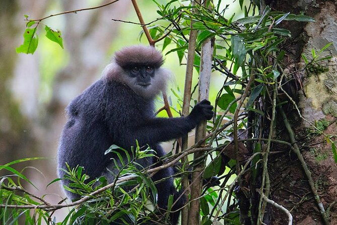 Sinharaja Trekking Day Trip - Private & All Inclusive - FAQ