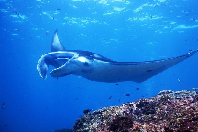 Snorkeling Day Trip to Nusa Lembongan and Nusa Penida - Authentic Experiences from Travelers