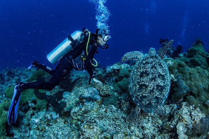 Snorkeling Trip to Menjangan Island - The Itinerary in Detail
