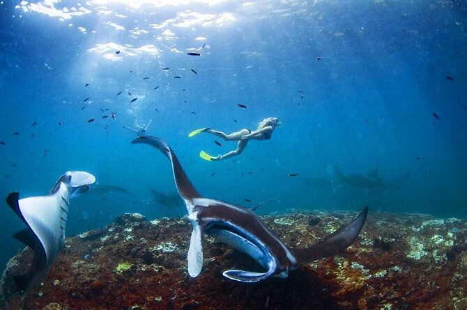 Snorkeling with Manta Rays in Nusa Penida Experience (All-Inclusive) - FAQs