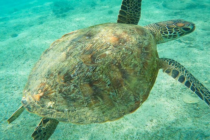 Snorkeling with Turtles in Mirissa - Who Will Love This Tour?