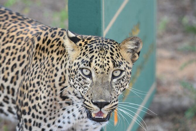Special Leopard Safari Tour in Yala National Park by Malith & the team - Practical Tips for a Great Safari