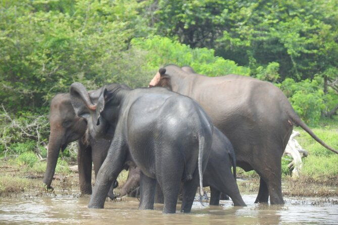 Special leopards safari Yala National park - 04.30 am to 11.30 am - FAQ
