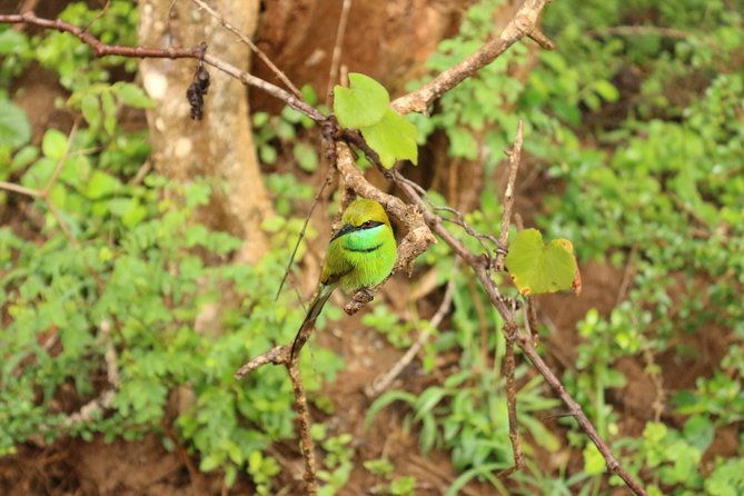 Sri lanka Wildlife Tour - Who Is This Tour Best For?