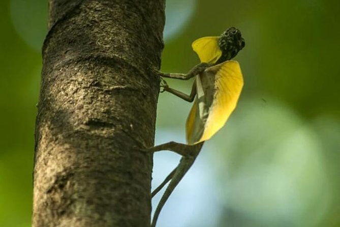 Sulawesi Tangkoko National Park Private Tour - FAQ