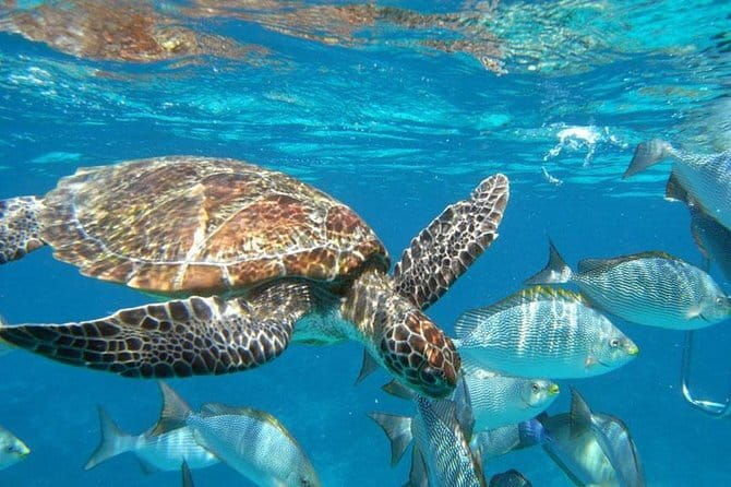 Surin Islands Snorkel Tour by SeaStar Andaman from Khao Lak - The Sum Up