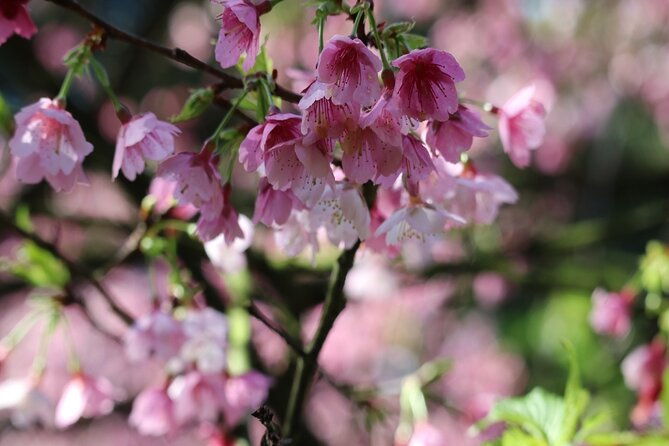 Taipei Cherry Blossom Day Tour to Yangmingshan and Tamsui - Who This Tour Is Perfect For