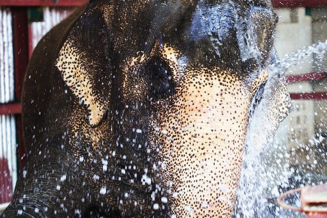 Taj Mahal with Visit to Elephant Conservation Center From Delhi - Potential Drawbacks