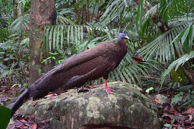 Taman Negara Day Tour with Canopy Walk - Final Thoughts