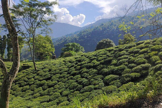 Tea Pluckers' Day - FAQ
