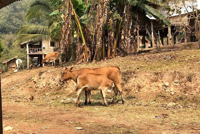 The Ultimate Hikers Choice - 5 days forest trek with homestay and camping - Frequently Asked Questions