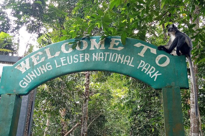 TOUR PACKAGE (Taxi, Room, Jungle Trekking) 3 Days in BUKIT LAWANG - Final Thoughts